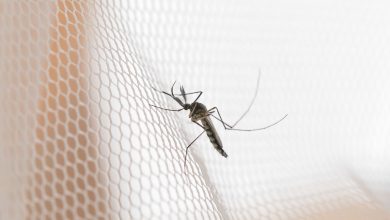 Portal Dicas de Saúde - Cambridge reforça eficácia de mosquitos modificados contra doenças