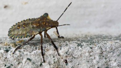 Portal Dicas de Saúde - Variante genética protege indígena da Amazônia contra doença de Chagas
