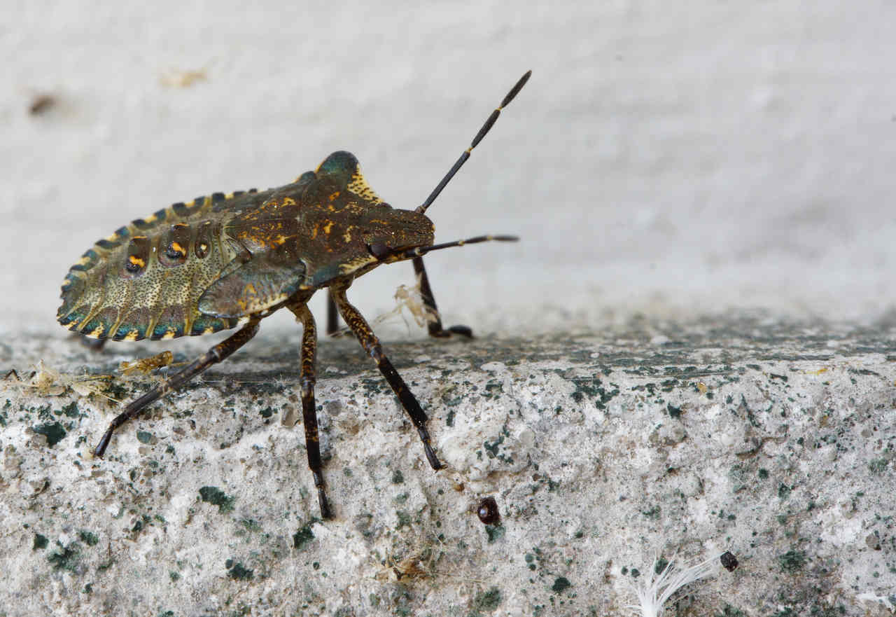 Portal Dicas de Saúde - Variante genética protege indígena da Amazônia contra doença de Chagas
