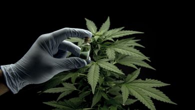 Portal Dicas de Saúde - Especialistas discutem formas de melhorar acesso à cannabis medicinal