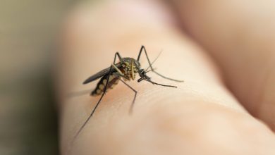 Portal Dicas de Saúde - Notificações de zika vírus aumentam no país em relação a 2022