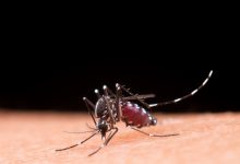 Portal Dicas de Saúde - Saúde divulga cuidados para evitar doenças do Aedes aegypti