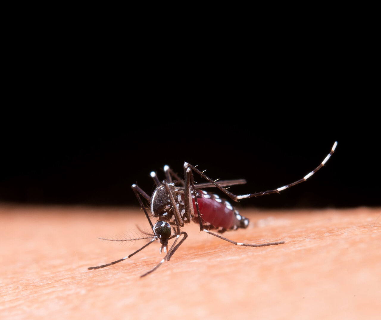 Portal Dicas de Saúde - Saúde divulga cuidados para evitar doenças do Aedes aegypti