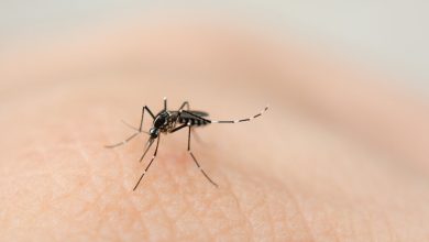 Ministério da Saúde amplia público-alvo da vacinação contra dengue devido a doses prestes a vencer