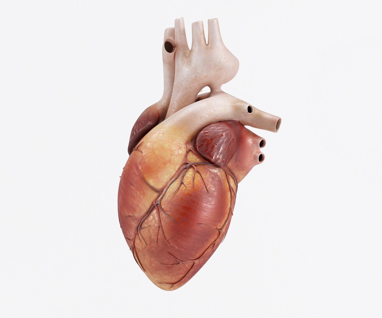 História e evolução da cirurgia cardíaca!