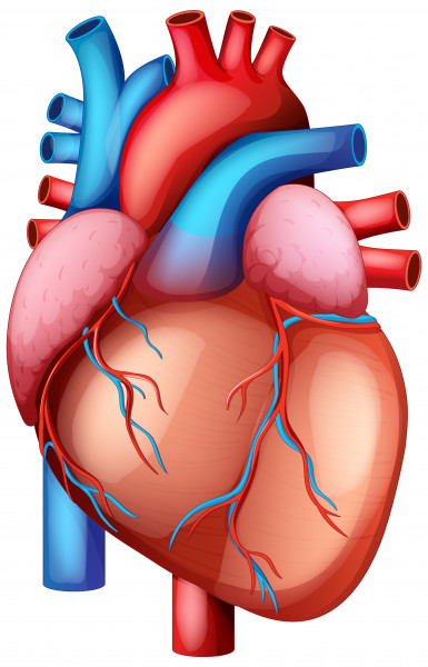 Quando a aterosclerose exige cirurgia?